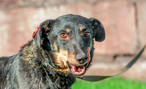 Close-up of dog