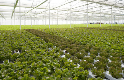 View of flowering plants in greenhouse