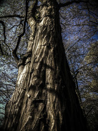 Low angle view of tree against sky