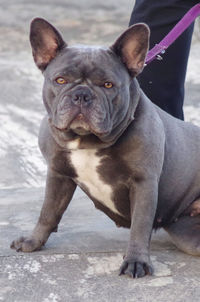 dog