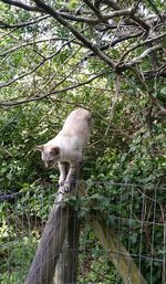 Horse on tree