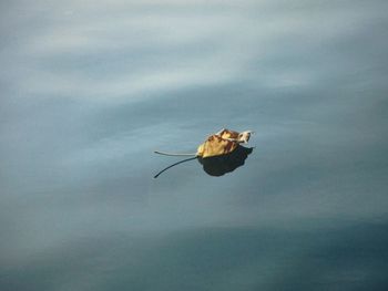 Close-up of insect on leaf