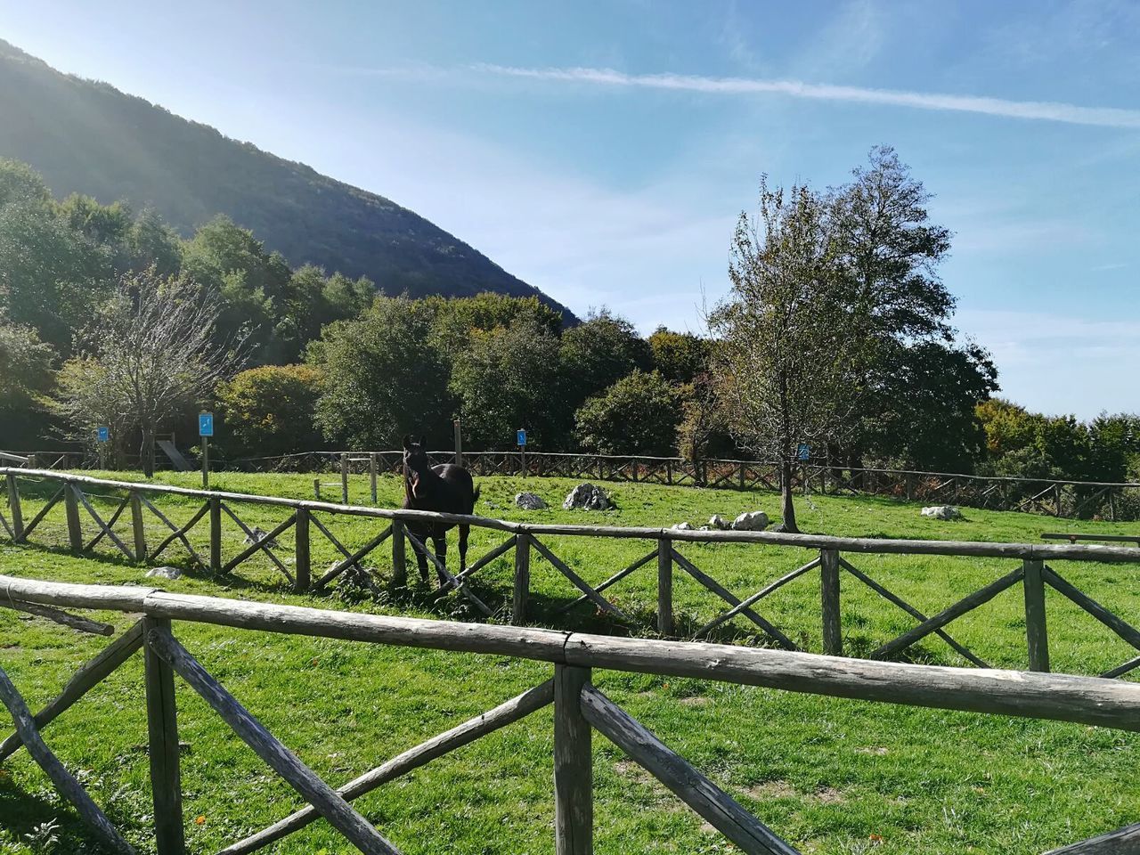 SCENIC VIEW OF TREES ON FIELD AGAINST SKY