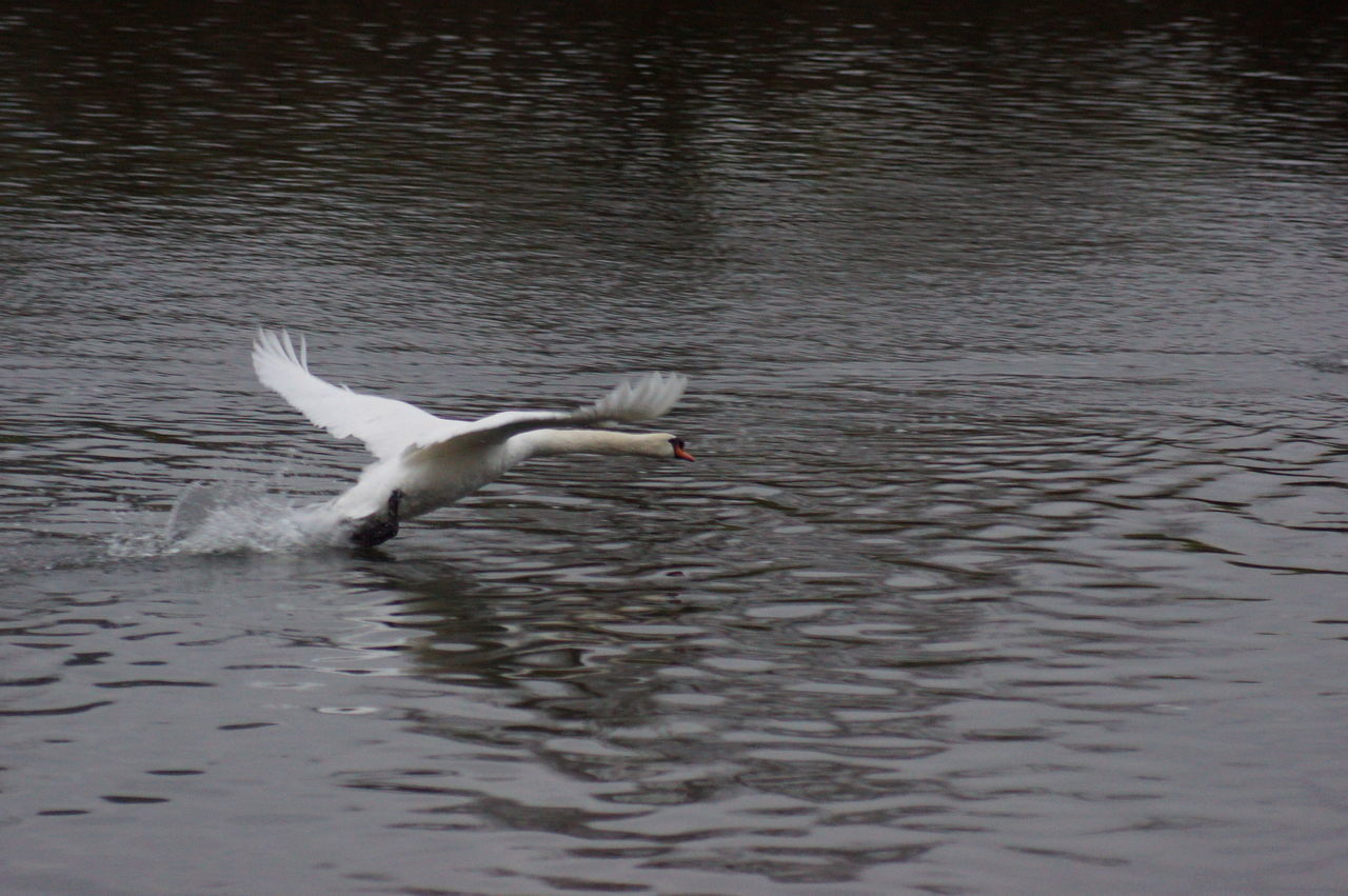 SEAGULL FLYING ABOVE LAKE