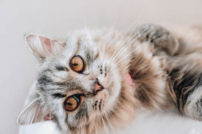 Close-up portrait of a cat