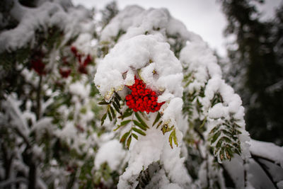 Close-up of snow covered plant