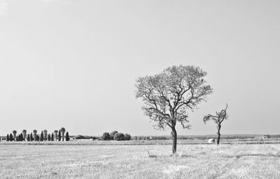 Bare tree on field against clear sky