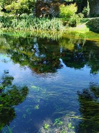 Scenic view of lake in forest