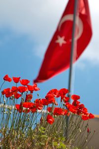 Close-up low angle view of red flowers