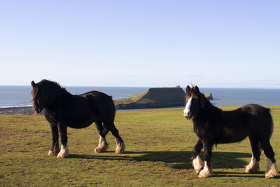 Wild and rugged horses