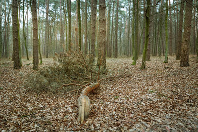 Big broken branch in the forest, autumnal view