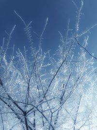 Low angle view of frozen bare tree against sky