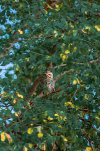 Close-up of butterfly on tree