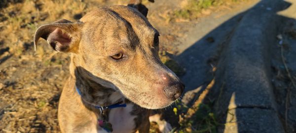 Close-up of a dog looking away