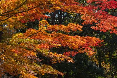 Red maple tree during autumn