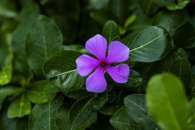 Close-up of pink flowering plant