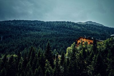 Scenic view of pine trees against sky