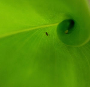 Close-up of spider on green leaf
