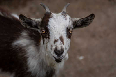 Close-up portrait of goat