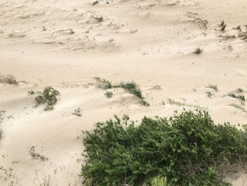 High angle view of trees on field