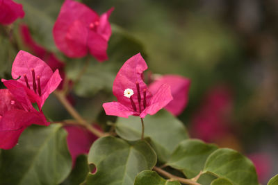 Close-up of pink flowers