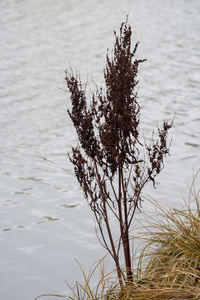 Close-up of plant on lakeshore