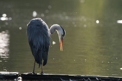 Bird perching on a lake