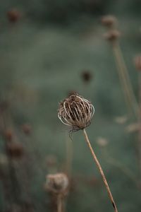 Close-up of dried plant