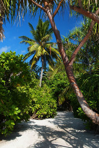 Palm trees in park