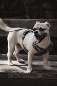 Dog looking away while standing on wood