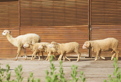 Alpaca and sheep walking against wall