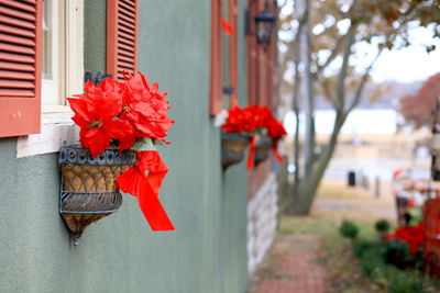 Close-up of red poinsettia   hanging on the window 