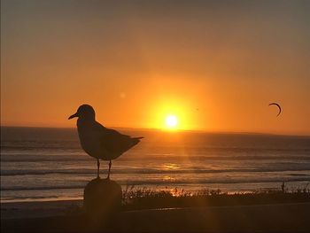 Seagull on beach against sky during sunset