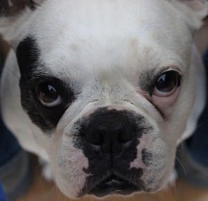 Close-up portrait of dog