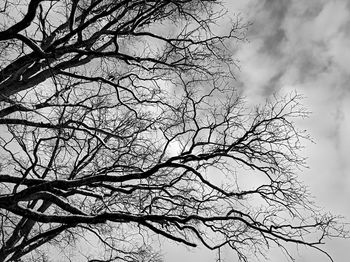 Low angle view of silhouette bare tree against sky