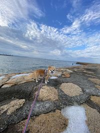 View of dog on beach against sky