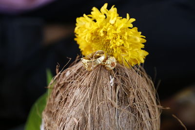 Close-up of yellow flower against blurred background