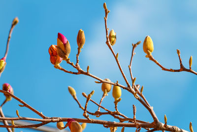 Low angle view of plants against clear sky