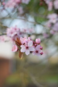 Close-up of pink cherry blossoms