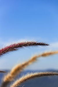 Close-up of grass on field against clear blue sky