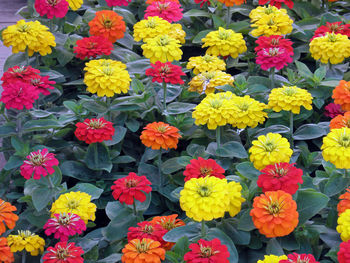 High angle view of multi colored flowers blooming outdoors