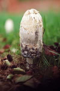 Close-up of mushroom on field