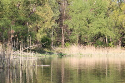 Scenic view of lake in forest