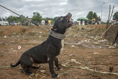 Black dog looking away on field