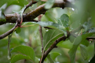 Close-up of raindrops on apple leaves