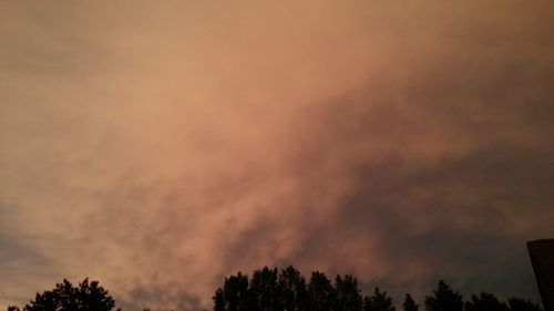 Low angle view of trees against sky