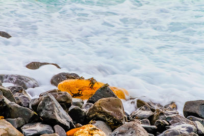 High angle view of crabs on rocky shore