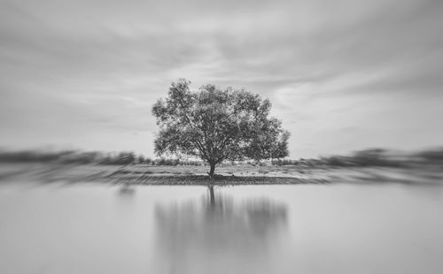 Trees on landscape against sky