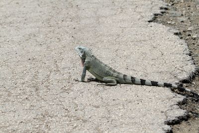 Close-up of lizard