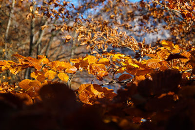 Autumn leaves on tree trunk